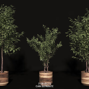 Olive Tree Wooden Pots