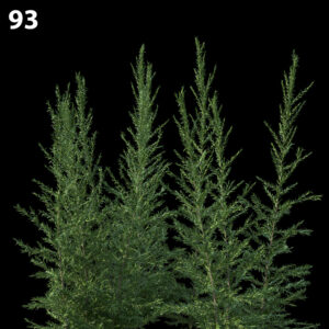 Melaleuca Linariifolia Proxy Model