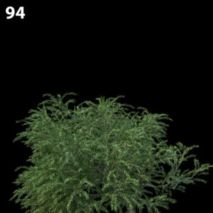 Melaleuca Linariifolia Proxy Model for SketchUp with V-Ray