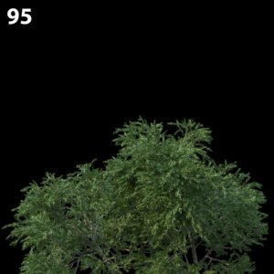 Melaleuca Plant Proxy Model for SketchUp