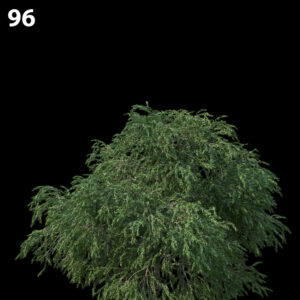 Melaleuca Linariifolia Proxy Model