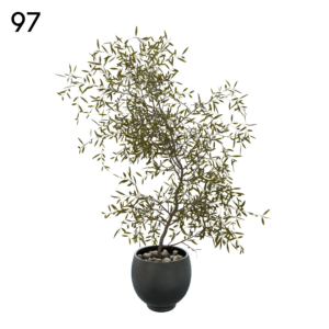 Olive Tree Proxy Model for SketchUp with V-Ray