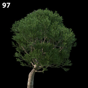 Melaleuca Linariifolia Proxy Model