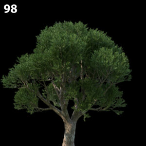 Melaleuca Linariifolia Tree Model