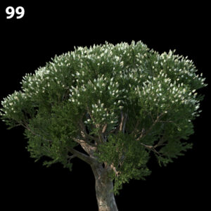 Melaleuca Alternifolia Tree Proxy Model
