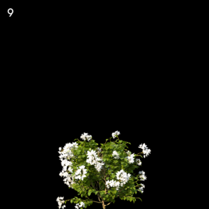 Bougainvillea Glabra