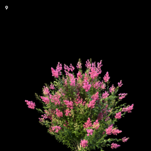 Myrtle Plant Proxy Model for SketchUp with V-Ray