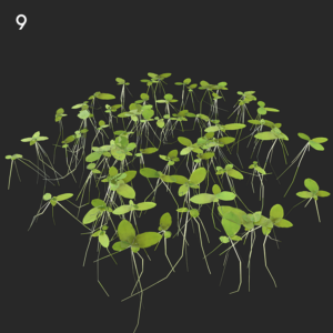 Lemna Minor Plant Proxy for SketchUp with V-Ray