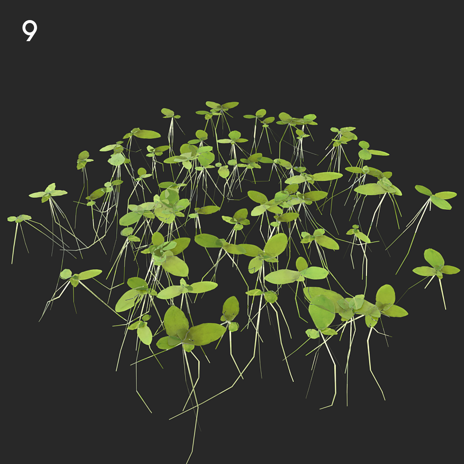 Lemna Minor Plant Proxy for SketchUp with V-Ray