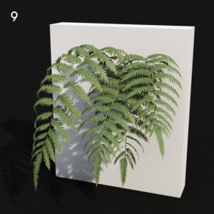 Cibotium Plant Proxy Model