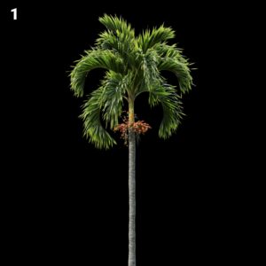 Realistic Palm Tree Proxy Model