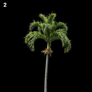 Palm Tree Proxy Model