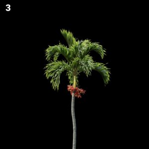 Tropical Palm Tree Proxy Model