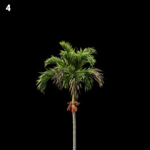 Palm Tree Proxy Model for SketchUp with V-Ray