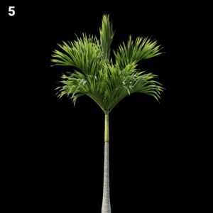 Realistic Palm Tree Proxy Model for SketchUp with V-Ray