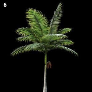 Palm Tree Proxy Model