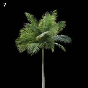 Palm Tree Proxy Model for SketchUp with V-Ray
