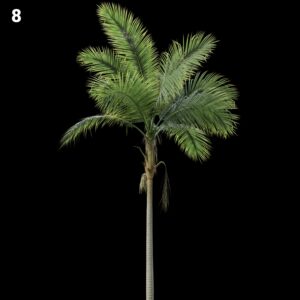 Palm Tree Proxy Model