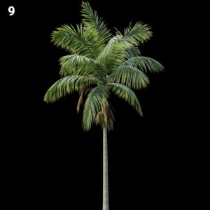 Palm Tree Proxy Model for SketchUp with V-Ray