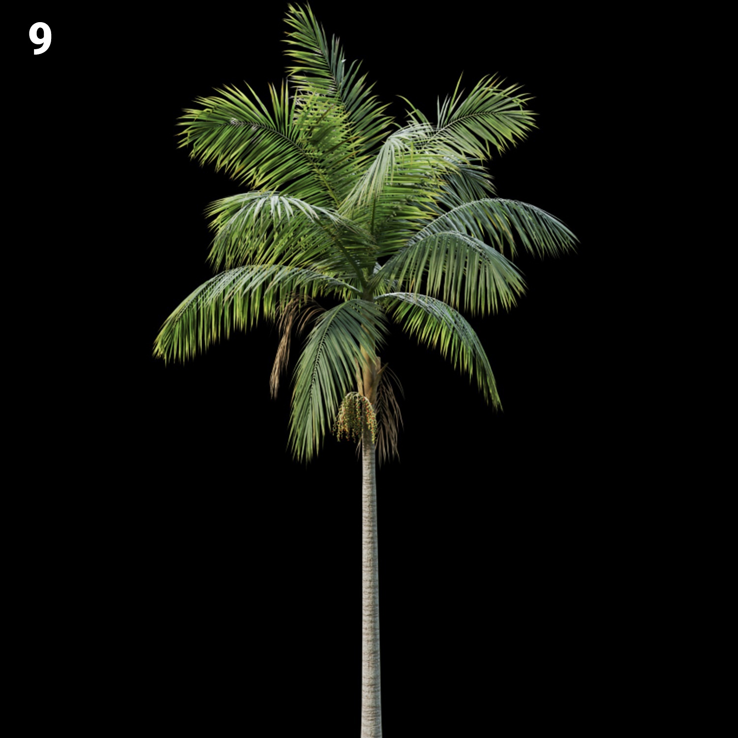 Palm Tree Proxy Model for SketchUp with V-Ray