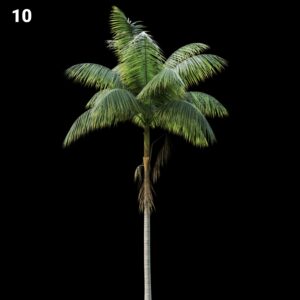 Realistic Palm Tree Proxy Model