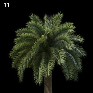 Palm Tree Proxy Model for SketchUp with V-Ray