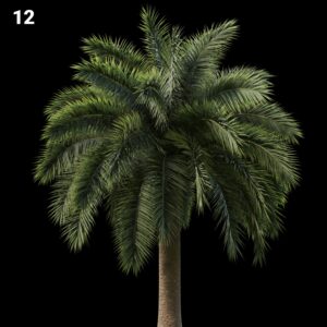 Palm Tree Proxy Model for SketchUp with V-Ray