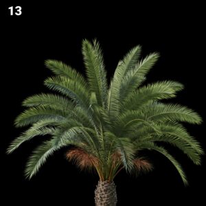 Realistic Palm Tree Proxy Model for SketchUp with V-Ray