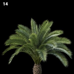 Palm Tree Proxy Model
