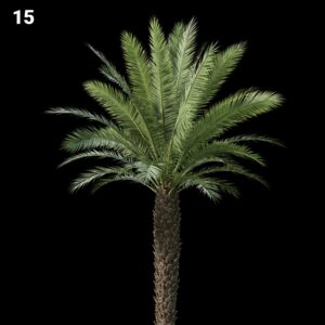 Realistic Palm Tree Proxy Model for SketchUp with V-Ray