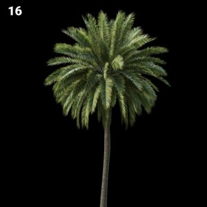 Palm Tree Proxy Model for SketchUp with V-Ray