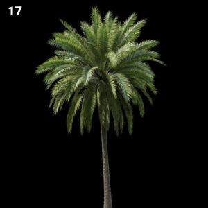 Realistic Palm Tree Proxy Model