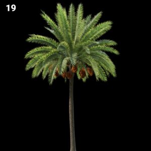 Realistic Palm Tree Proxy Model for SketchUp