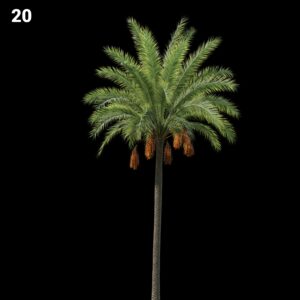 Palm Tree Proxy Model for SketchUp with V-Ray
