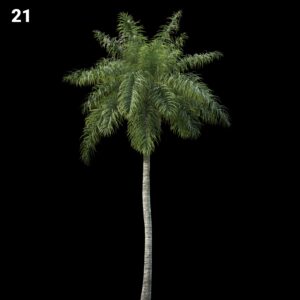 Palm Tree Proxy Model for SketchUp with V-Ray