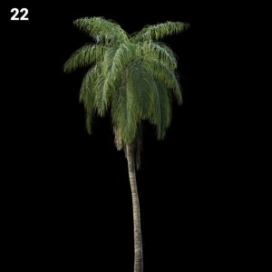 Realistic Palm Tree Proxy Model for SketchUp with V-Ray