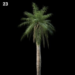 Realistic Palm Tree Proxy Model
