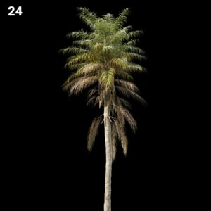 Palm Tree Proxy Model for SketchUp