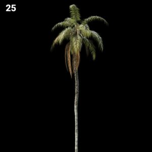 Tropical Palm Tree Proxy Model