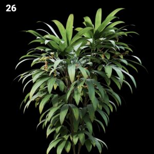 Lush Green Plant Proxy Model