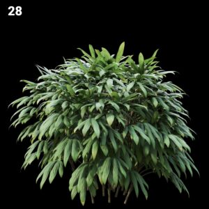 Lush Green Plant Proxy Model