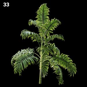 Lush Tropical Palm Tree Proxy for SketchUp with V-Ray