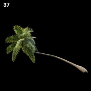 Tropical Palm Tree Proxy Model