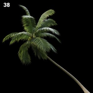 Palm Tree Proxy Model
