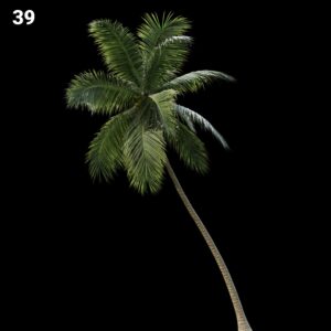 Palm Tree Proxy Model for SketchUp with V-Ray
