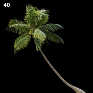 Realistic Palm Tree Proxy Model for SketchUp with V-Ray