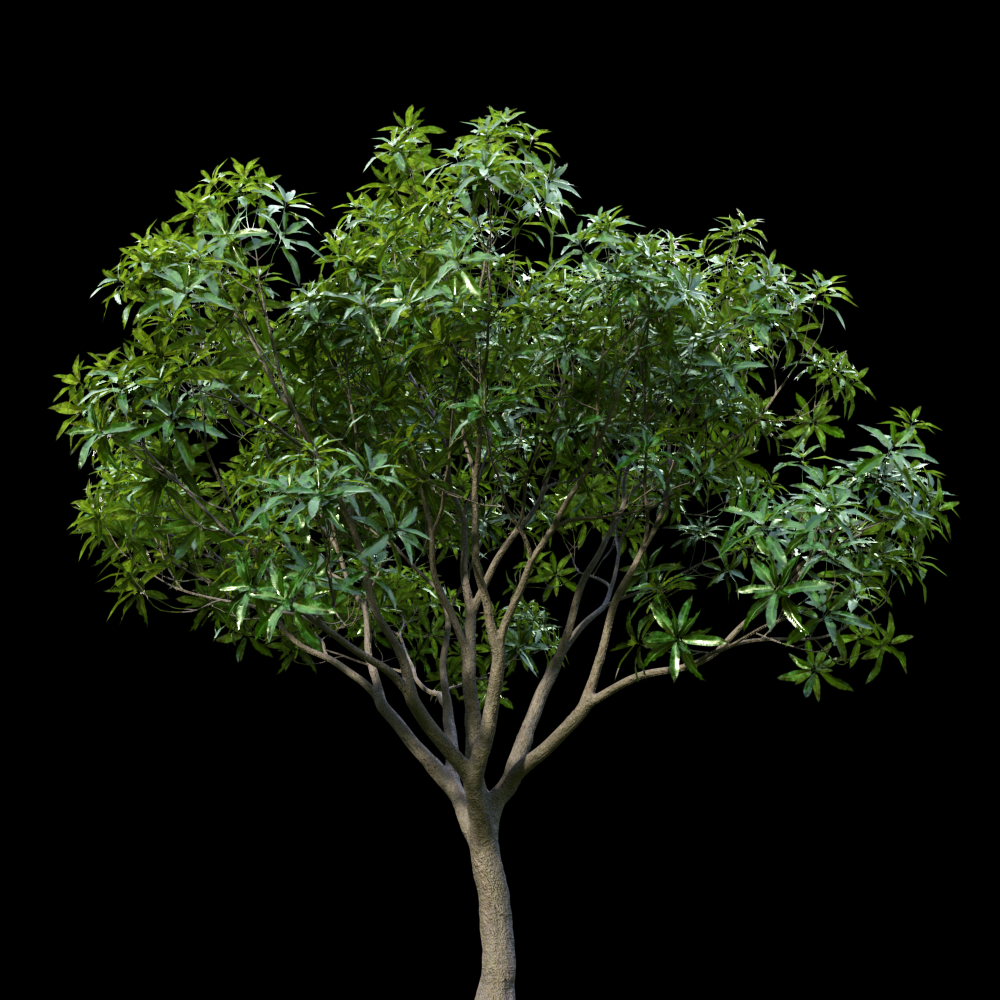 Mangifera Indica Tree Proxy Model
