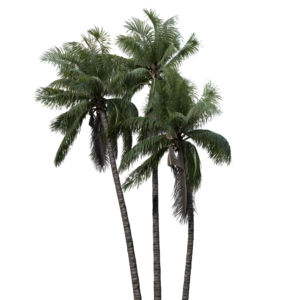 Coconuts Palm Trees Proxy Model