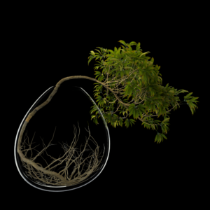 Realistic Tree Proxy Model for SketchUp with V-Ray