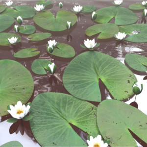 Lotus Proxy Model for SketchUp